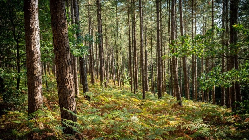 Paysage intérieur